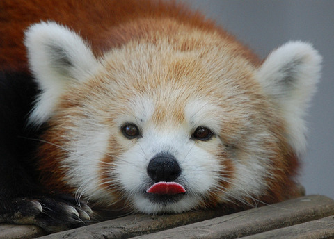 red-panda-red-pandas-27816763-500-358