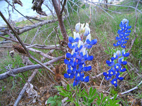 800px-Bluebonnets_at_Ivie_Reservoir,_Texas