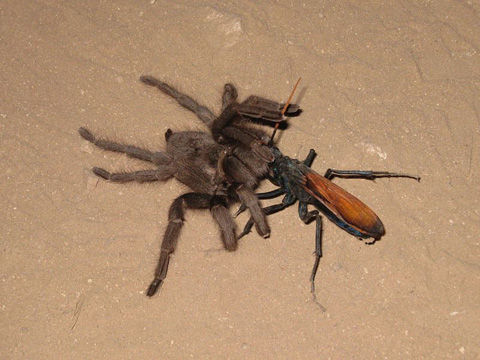 800px-Tarantula_hawk_cropped