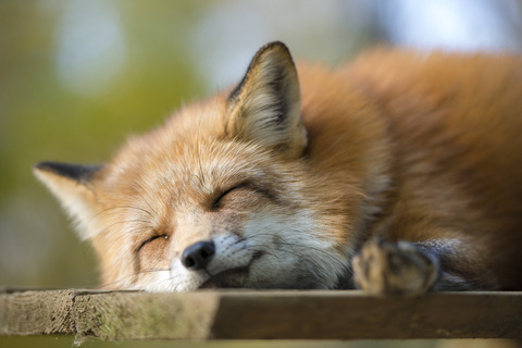 tumblr_mw1cz07N9i1qcsc7lo4_1280