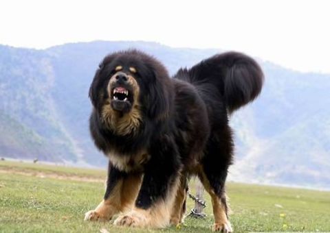 tibetanmastiff_watchdog