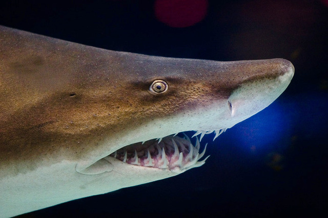 Grey_nurse_shark_2