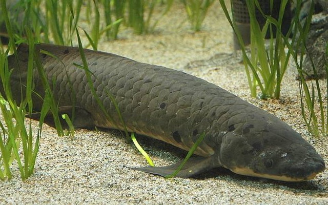 lungfish-647_021617060537