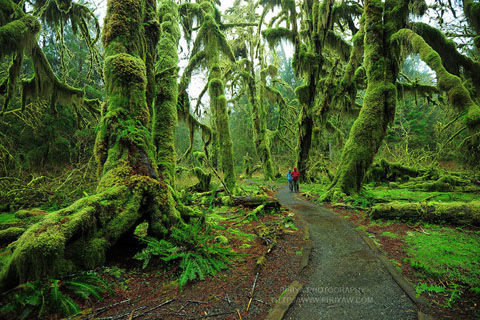 hall-of-mosses-trail-olympic-national-park-washington-