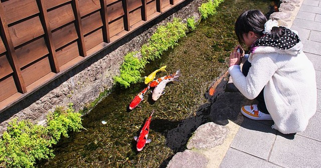 koi-fish-swim-in-drain-japan-thumbnail