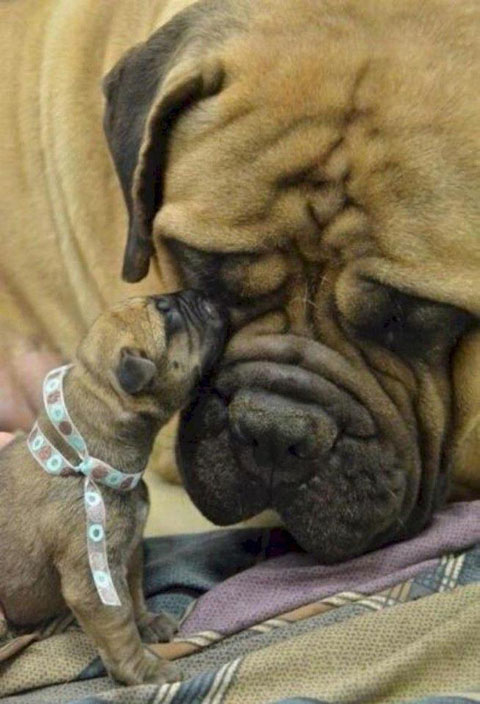 copycatanimalphotos25