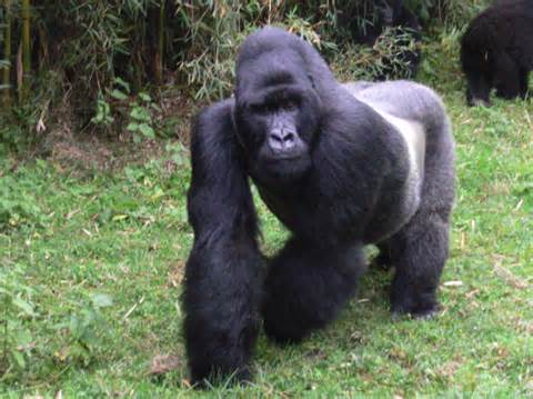 mgsilverback
