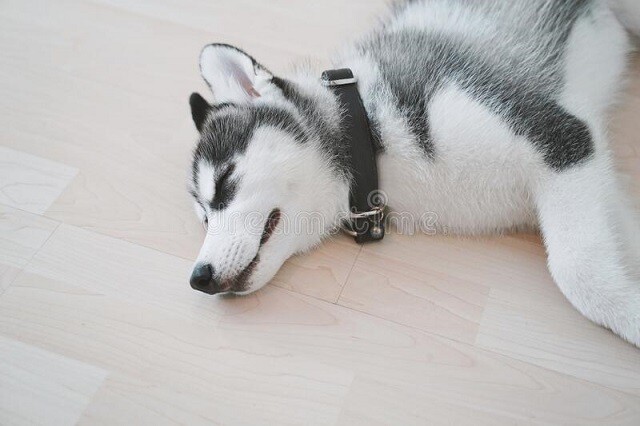 siberian-husky-puppy-sleeping-floor-185731770