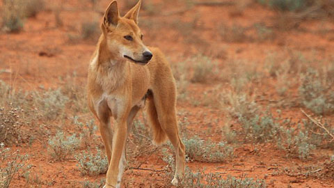 3-dingo
