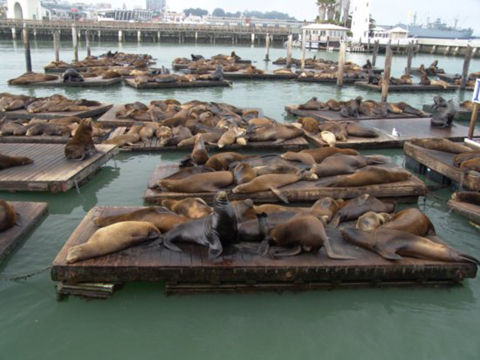 1_1189818720_san-francisco-fishermans-wharf