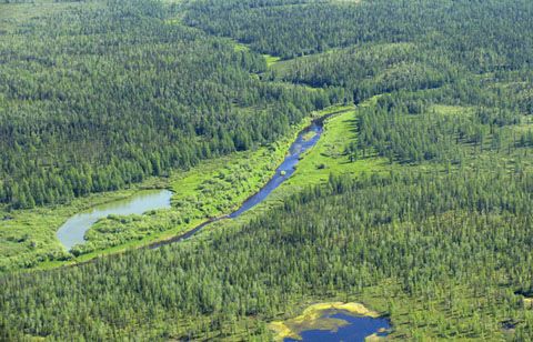 taiga_siberia_shutterstock_q_47578