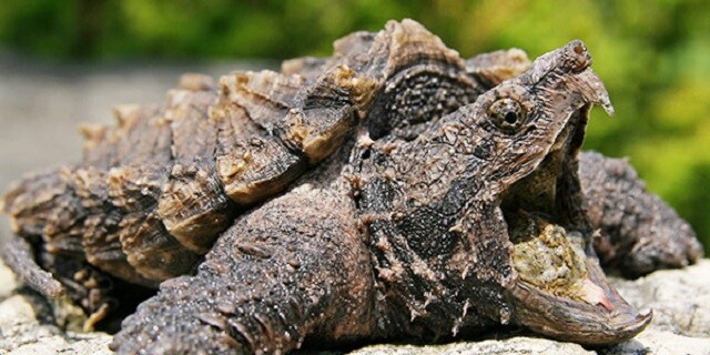 reptile_alligator-snapping-turtle_600x300