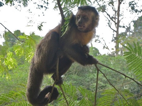 brazil-expedition