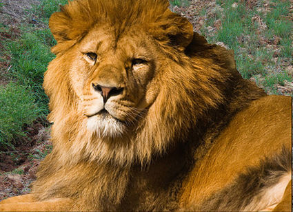 thats-not-a-cat-this-is-a-32244-1279835049-7