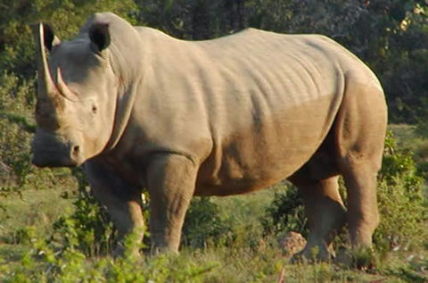 Rhino