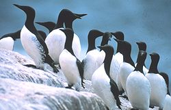 250px-Common_murres