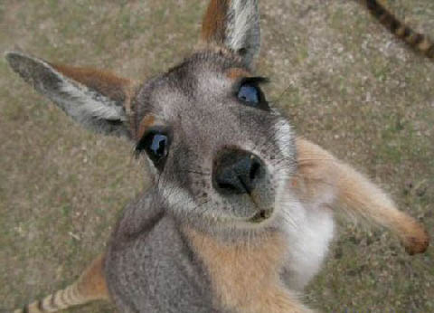 cute-baby-kangaroo