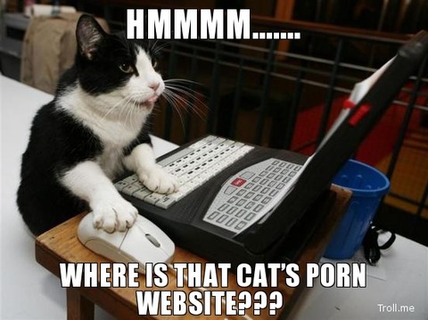hmmmm-where-is-that-cats-porn-website