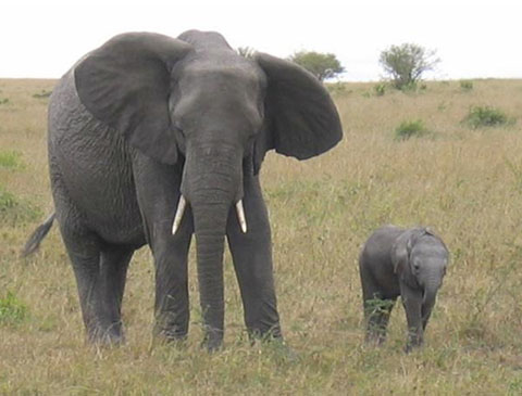 copycatanimalphotos27