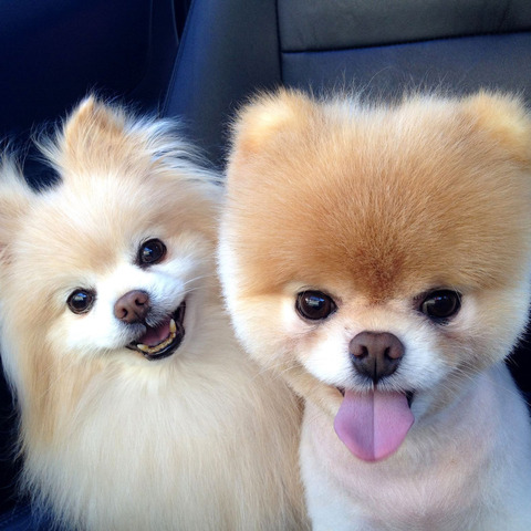 a-pair-of-Cute-Pomeranians-Pictures