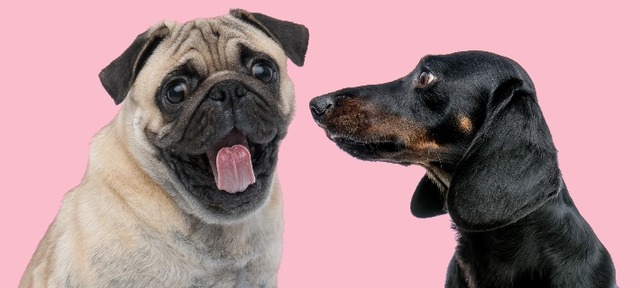 pug-and-dachshund-cropped