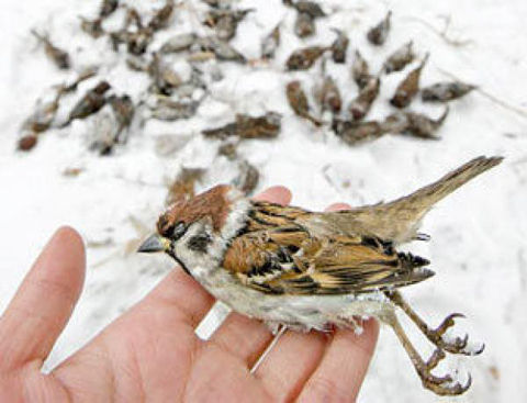 sparrows