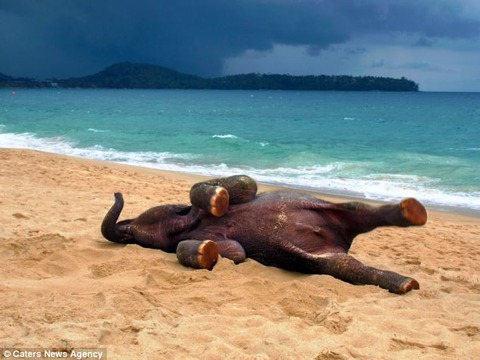 article-0-18BAD356000005DC-315_634x476