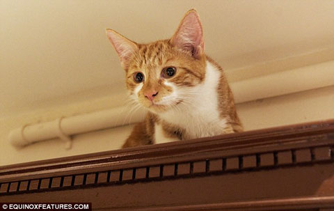 article-2571003-1BF4CBC000000578-894_634x400