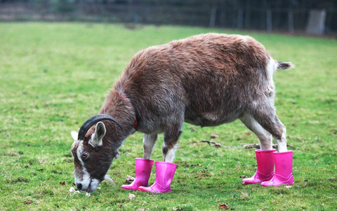 enhanced-buzz-28344-1355785540-2