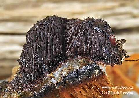 stemonitis-fusca-xxxcustomname_5232831