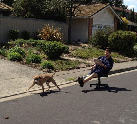 lazy-level-dog-chair