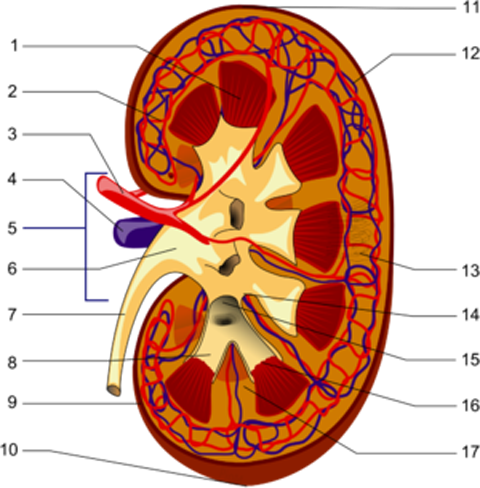 300px-Kidney_PioM