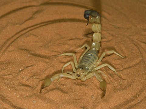 OSKEB-00000352-001-FB