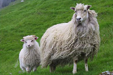 sheep_fuglafjord