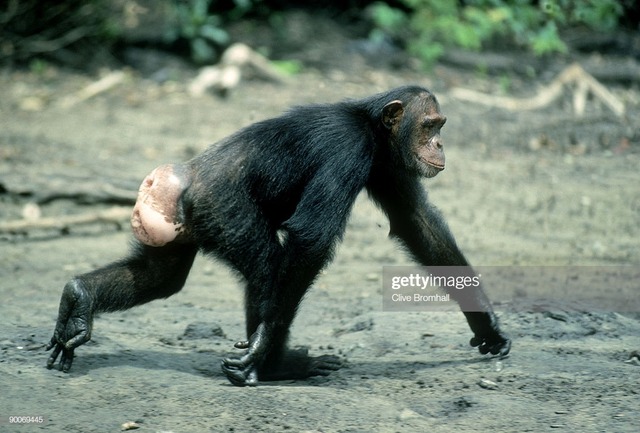 gettyimages-90069445-1024x1024