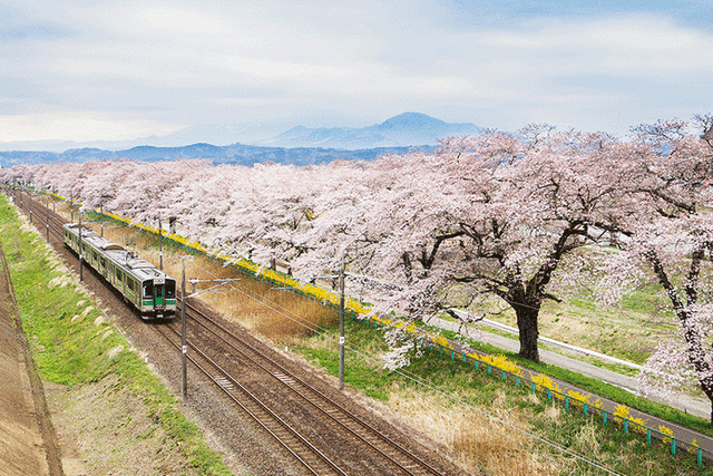 cherry-blossom