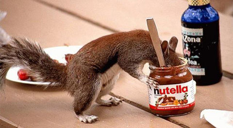 Nutella-squirrel