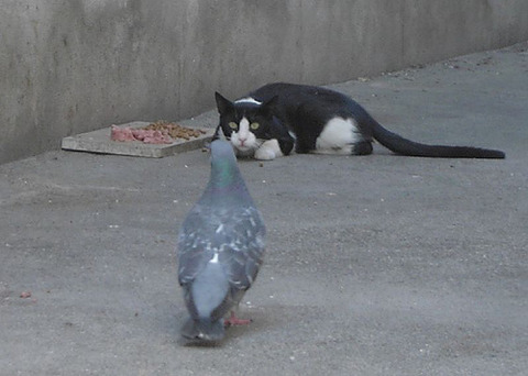 cat-and-pigeon