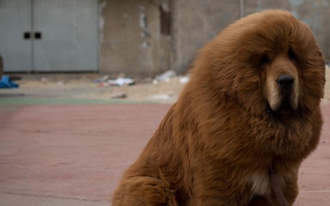 tibetanmastiff_2644205k