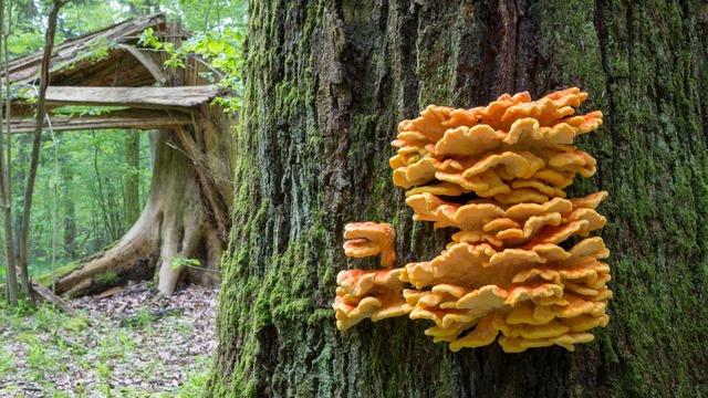 edible-mushrooms-sulfur-shelf-mushrooms-1296x728