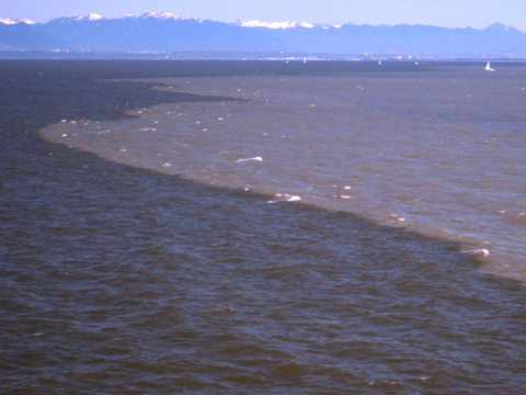turbidity