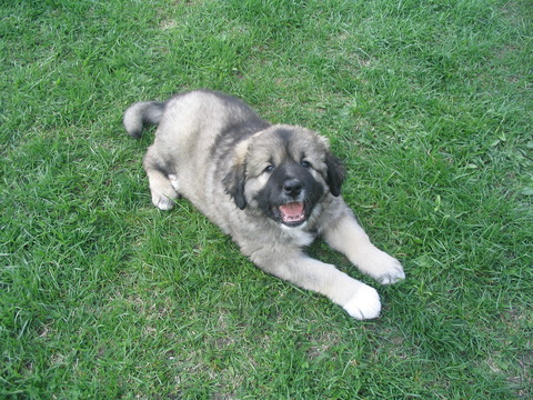 Caucasian_Shepherd_Dog_puppy