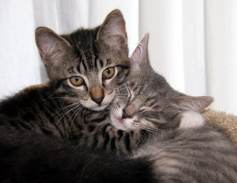 enhanced-buzz-17846-1348844431-5