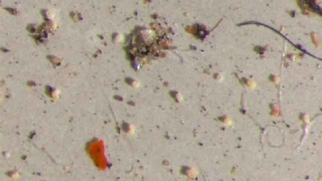 microplastics_2