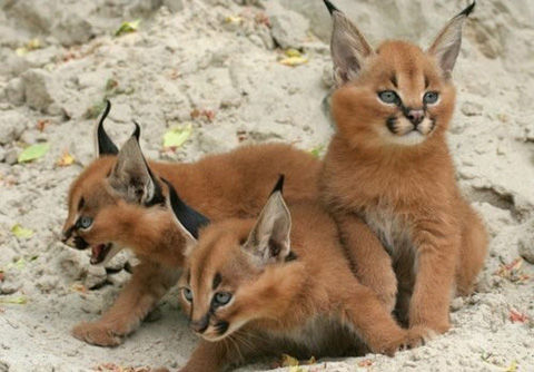 tumblr_m3gdceobMC1rruf2do1_500