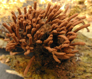Stemonitis_axifera,I_MWS20197