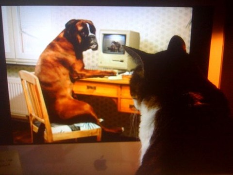caught-my-cat-watching-a-dog-watching-doggie-porn