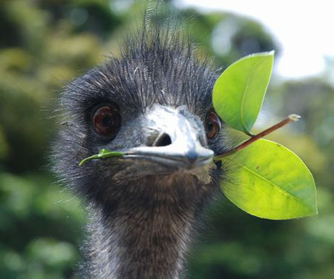 070819_emu_1