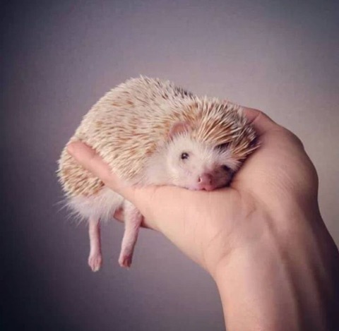ddfda930e08faa3271829f5a6c8eaf69--anime-animals-cute-hedgehog