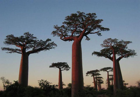 baobabs